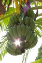 Ã Â¸Â´Ã Â¸ÂµÃ Â¸Â·bundle banana tree organic plantation Royalty Free Stock Photo